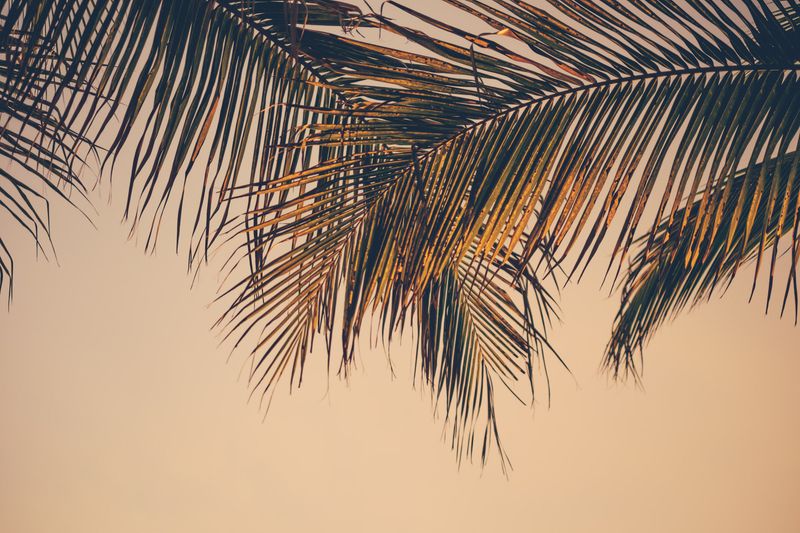 ocean palms